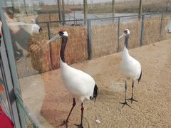 -盐城丹顶鹤湿地生态旅游区
