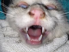 -萌兽医馆·犬猫专科·眼科中心·宠物医院(朝阳门分院)