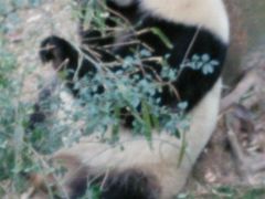 -成都大熊猫繁育研究基地