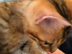 -艾吉宠物医院·疑难杂症转诊中心·猫友好(碧江路院)