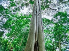 -瑞丽独树成林风景区