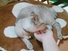 -李小姐の猫咖啡馆(五角场店)