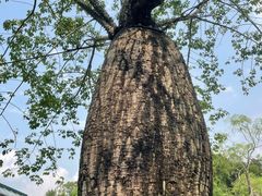 -华南国家植物园-售票处