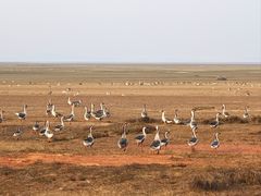 -鄱阳湖国家湿地公园
