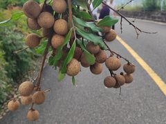 -张坝桂圆林公园