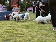 -上海神旺大酒店