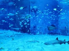 -太平洋海底世界