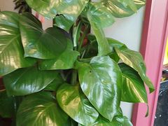 -二分八云雁阁•新晋菜大同味(长治路店)