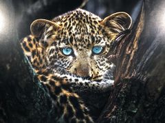 -罗红摄影艺术馆