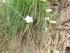 -洛阳白云山景区