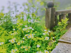 -武陵山森林公园
