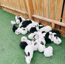 -萌宠亲子动物乐园(槐房万达店)