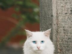 -好伦哥比萨烤肉自助(八里桥店)