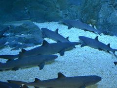 -烟台海昌鲸鲨海洋公园