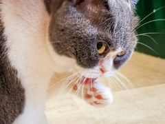 -猫儿山۰猫主题餐厅