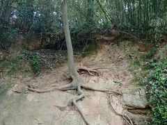 -上海佘山国家森林公园西佘山园