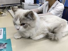 -瑞派动物医院·猫专科·至诚(江南中分院)