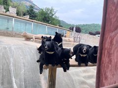 -东方熊牧场
