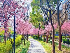 -新江湾城公园