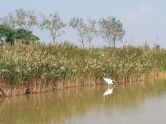 -盐城丹顶鹤湿地生态旅游区