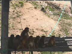 -西霞口神雕山野生动物世界