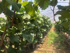 -马陆小张葡萄园农家乐