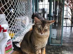 -喵屿·大理花园猫咖