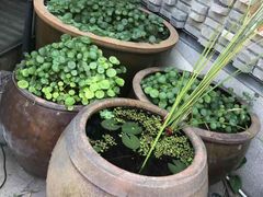 -新悦·霞浦海鲜生(上下杭店)