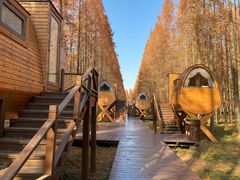 -黄海国家森林公园