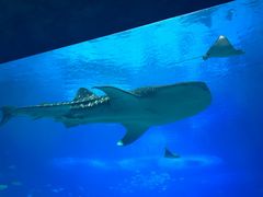 -珠海长隆海洋王国