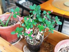-临江餐馆二楼美食部落