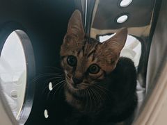 -艾吉宠物医院·疑难杂症转诊中心·猫友好(碧江路院)