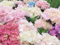 -深圳仙湖植物园