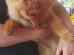 -艾贝尔宠物医院·狂犬免疫点(江山金象城店)