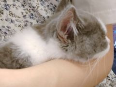 -lincat·猫舍(广州店)