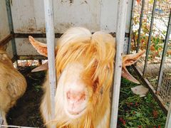 -小鱼草莓采摘园农家乐·小鱼餐厅