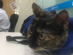 -菲尔斯特宠物医院