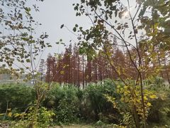 -白鹭湾湿地公园