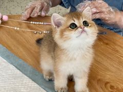 -柚子猫舍·精品猫舍购猫·猫咪认养·购宠·宠物店