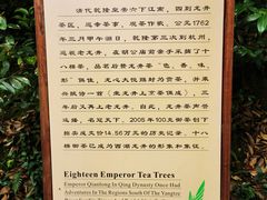 -十八棵（老龙井）御茶园(老龙井店)