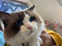 -喵喵咪呀布偶猫咖(春熙路店)