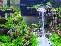 -花鸟鱼虫鲜花绿植市场(玉泉路店)