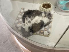 -1013 PET SHOP精品宠物商店(丁香店)