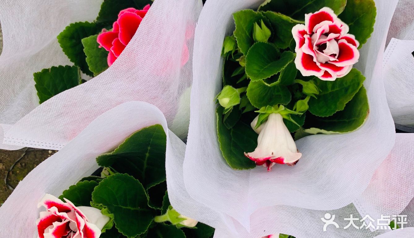 娇艳欲滴の夏日鲜花打卡地🌹