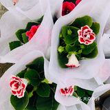 娇艳欲滴の夏日鲜花打卡地🌹