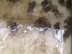 -喜洋洋蟹庄(阳澄湖店)