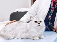-美联众合动物医院·24h转诊中心