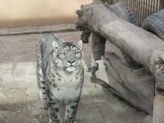 -青藏高原野生动物园