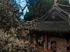 -香雪海