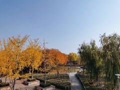 -大兴滨河森林公园